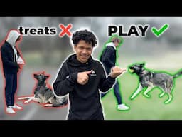 How I use PLAY to train dogs (instead of treats)