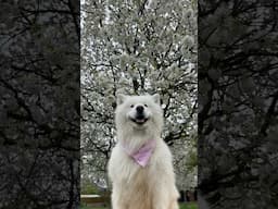 Happy spring ear dance 😍❤️ #dog #samoyed #eardance #spring