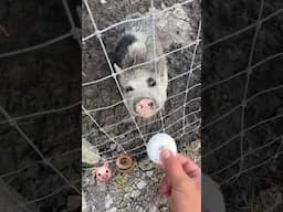 Just a 🐷 piggy enjoying her donut 🍩