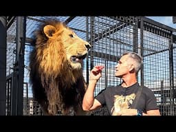 Moving Old LIONS is Getting More Difficult | The Lion Whisperer