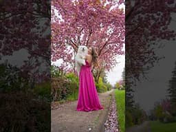 Cherry blossom tree photoshoot 🌸😍 #cherryblossom #photoshoot #spring #girl #dog #samoyed