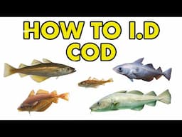 Cod, Haddock, Pollack : HOW TO I.D