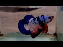 Mis peces en Mayo 2025 - Gente Betta Venezuela Dorman
