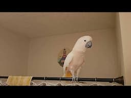 An Intense Cockatoo Shower Conversation 🚿
