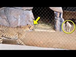 They Put a Dog in a Hungry Cheetah’s Cage, Then The Cheetah Did THIS!