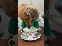 Daphne’s too much of that Irish ‘green’ tea..