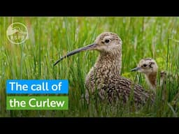 The call of the Curlew - helping Lough Erne's iconic species | RSPB Northern Ireland