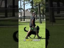 Watch this to fix your dogs heeling! #dogtraining #germanshepherd