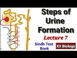 Steps of Urine Formation (Lecture 7)