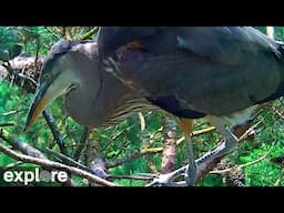 Chesapeake Conservancy Great Blue Herons powered by EXPLORE.org