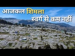 Amazing Apple Orchards in Shimla | experience in a full bloomed apple garden