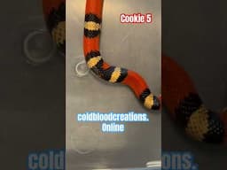 Available Milksnake Cookie5 from Cold Blood Creations #coldbloodcreations #milksnake   #snake