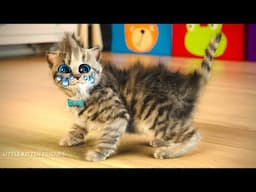 Little Kitten Preschool Adventure Educational Games 😸Play Fun Cute Kitten Pet Care Learning Gameplay