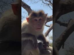 மலைகளில் கவனமாக செல்லவும் ? #shortvideo #shortsfeed #shorts  #shortsvideo #shortfeed #shortsviral