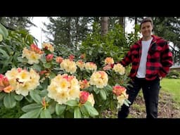 Early Season Rhododendron Garden Tour 2025