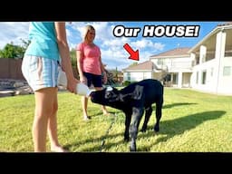 Pet COW In Our Backyard! Hope We Don't Get In TROUBLE!