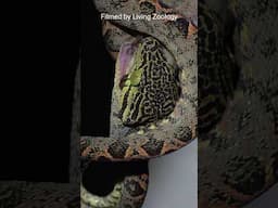 Amazon tree boa devours a frog, snake eating