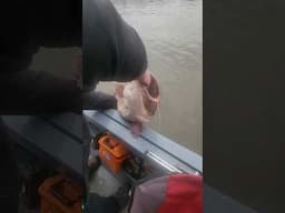 Sweet Mississippi River Flathead Catfish! #3riversfishingadventures