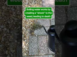 Remove weeds with boiling water