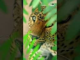 Shankar’s curiosity highlights beautifully the side of leopards we often see- quietly captivating .