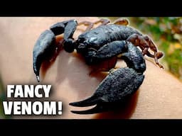 This Scorpion turns MORE VENOMOUS when it's Angry!