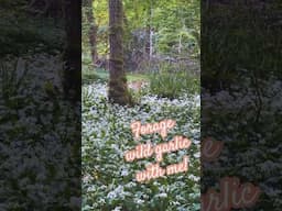Forage wild garlic with me!