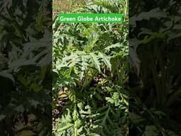 Green Globe Artichoke, zone 8a garden tour
