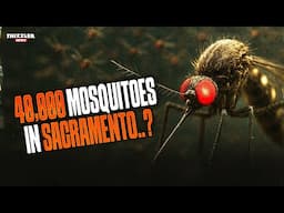 Sacramento Just Released 400,000 Mosquitoes Into The Streets…