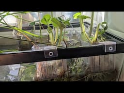 Unboxing Video and a No Filter Fish Tank!