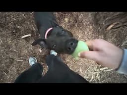 Nala Playing