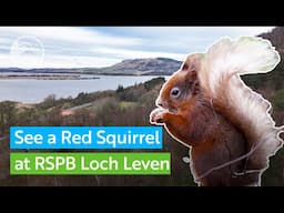 See a Red Squirrel at RSPB Scotland's Loch Leven reserve