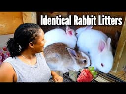 My Rabbit Had The Same Litter Twice! UNBELIEVABLE! Best Garden Companions