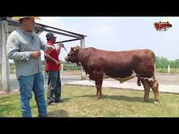 Rancho LAS PERLAS BEEFMASTER
