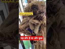 keya halath hai bechare ki , dog grooming video #shorts #amitalbinopets #pets #grooming #animals