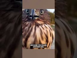 Guilty Hawk? Ozzy Man Quickies