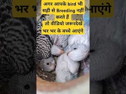 how to breed budgies tips for successful breeding #budgies #birds #shorts #amitalbinopets #pets