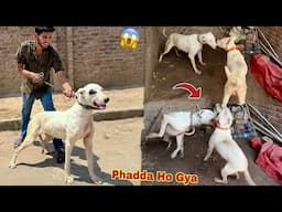 Gabbar Badmash Ka Meetup Karty Female Bully Dog Sy Phadda Ho Gya💔