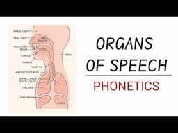 Organs of speech Linguistics Phonetics in hindi
