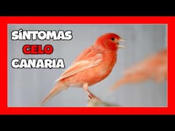 ✅ COMO SABER SI UNA CANARIA ESTA EN CELO 🐤 Como criar canarios para principiantes