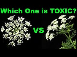Don't Mistake Wild carrot for Its Deadly Cousin!