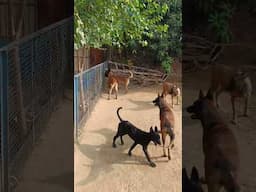 Belgian Malinois @UnleashD #belgianmalinois