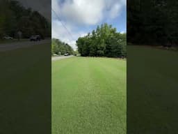 How to control mushrooms in a lawn