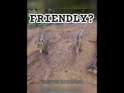 are they friendly?
