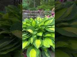 My tried and true method for keeping deer from eating my hostas 👇🏻🌸