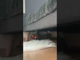 Walking Upside Down: You ever see a cat acting so weird its scary? #funnycat #scarycat #cutecat