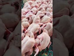 How to Get Market for your Broiler #farmingasabusiness #freerangechickens #farmexperience chickens