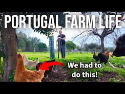We Couldn't Take It Anymore! Building a New Chicken Coop 🐔 l PORTUGAL FARM LIFE
