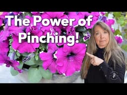 How to Prune - Pinch Plants for Impressive Growth (Petunias, Snapdragons, Tomatoes) | Flower Patch