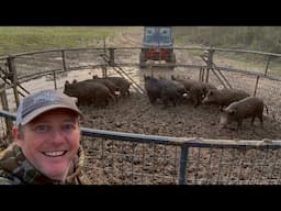 Flooded double wild hog catch. Saved a lost dog after 4 days.