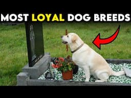 MOST LOYAL Dog Breeds That Will Be Your BEST FRIEND FOREVER